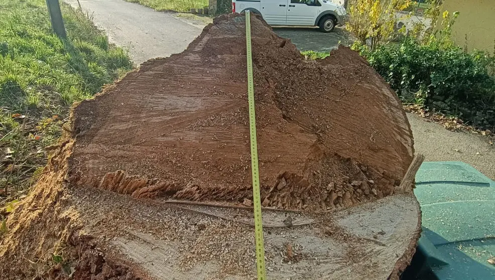 Detalle del corte seccional del trono de más de 1 metro de diámetro