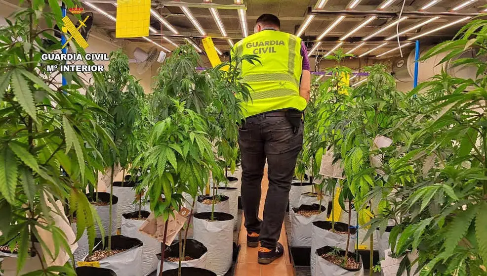 Plantaci&oacute;n en Camargo