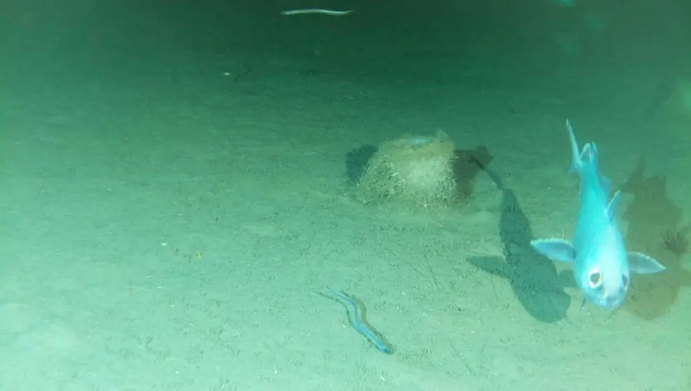 Imagen captada con el lander fondeado a m&aacute;s de 1.000 metros de profundidad frente a la costa de Santander