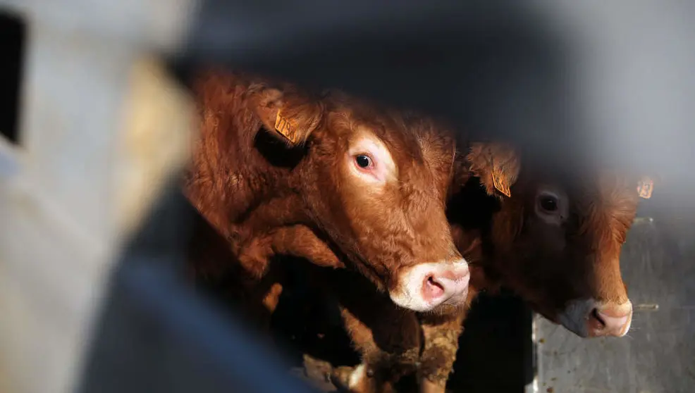 Dos vacas en una explotaci&oacute;n ganadera