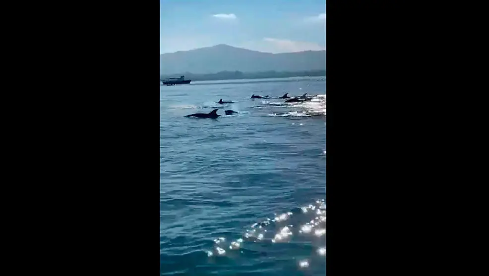 Delfines en la Bah&iacute;a de Santander | Foto- Twitter Postureo C&aacute;ntabro