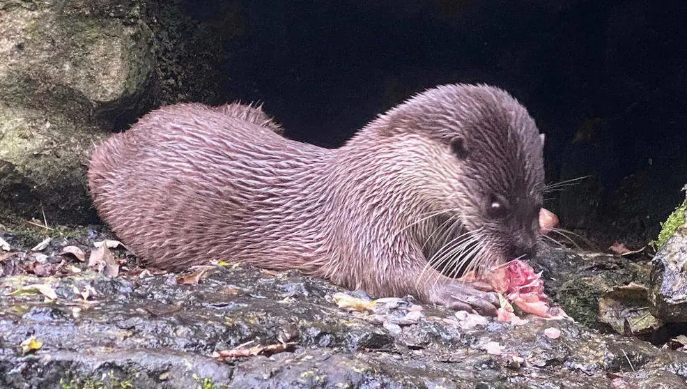 La cr&iacute;a reci&eacute;n nacida y su madre