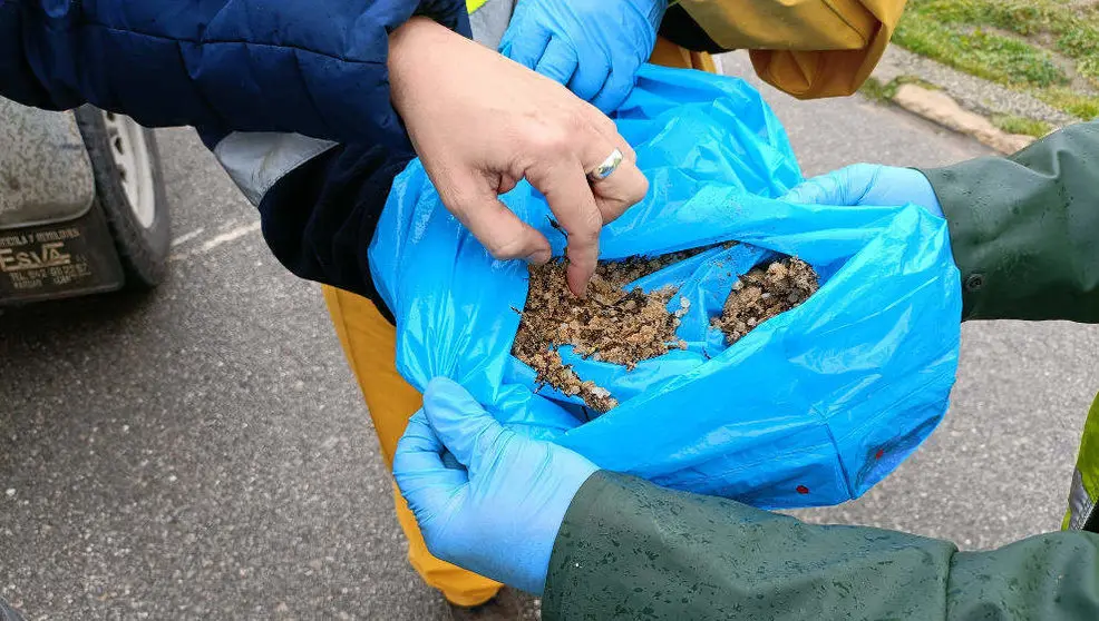 Pellets recogidos en la playa de Canallave, en Liencres