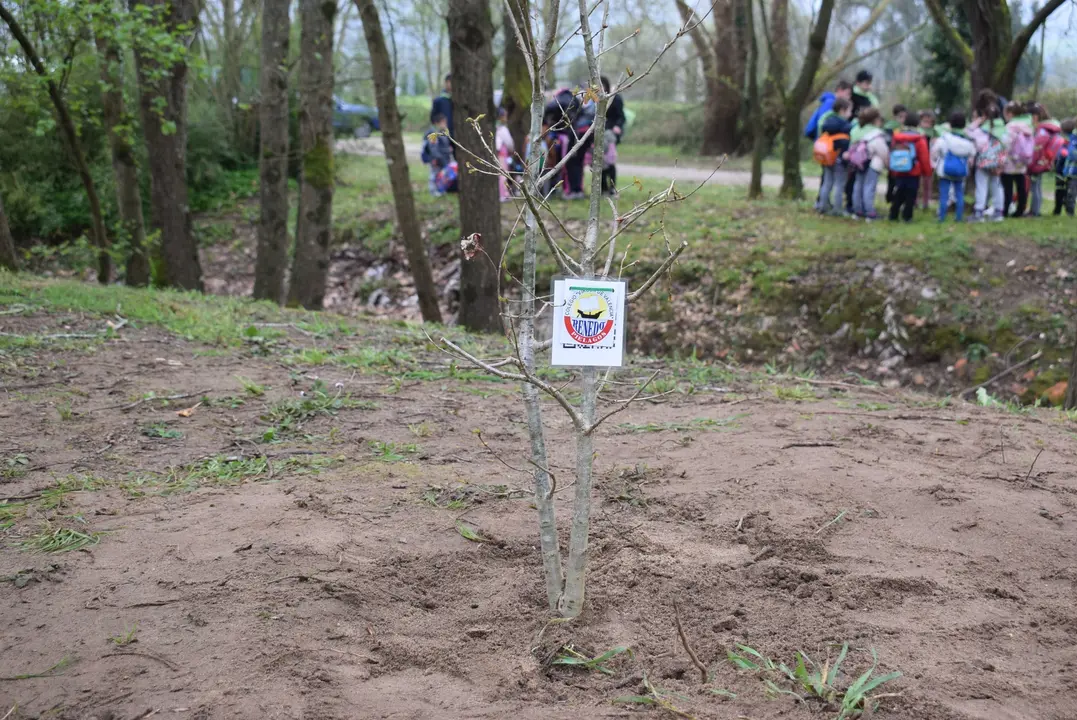 Plantaci&oacute;n &aacute;rboles