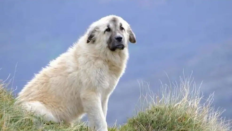 Chulo, el mast&iacute;n cuyo robo ha sido denunciado por un ganadero de As&oacute;n, en Arredondo
