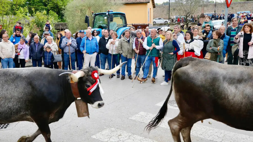 El consejero de Desarrollo Rural, Ganader&iacute;a, Pescar y Alimentaci&oacute;n, Pablo Palencia, asiste a la 'pas&aacute;' de ganado tudanco en Cartes