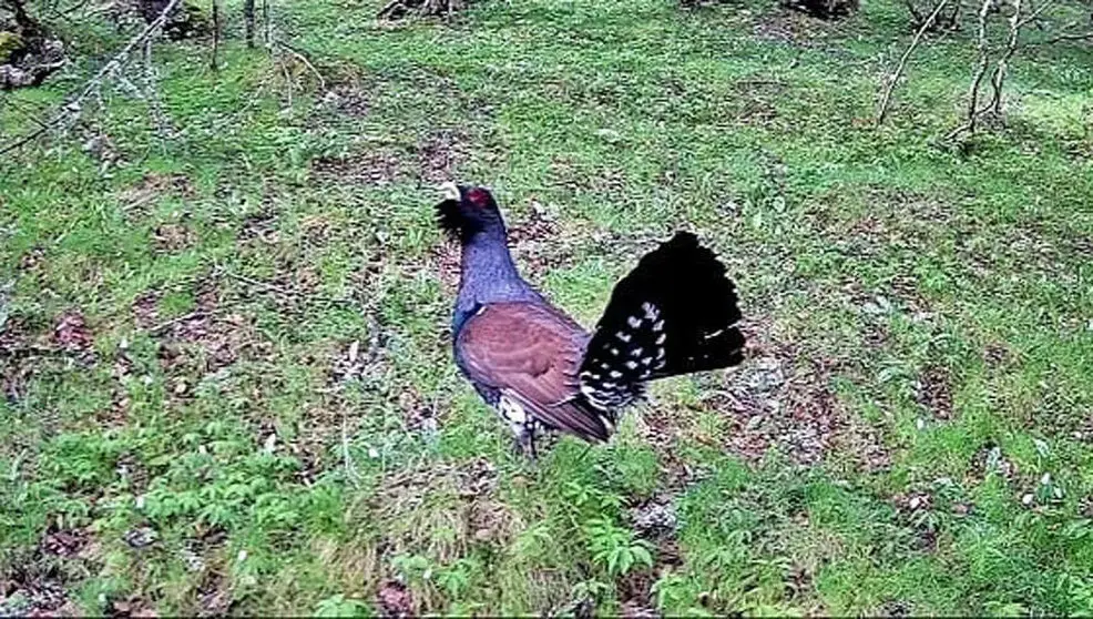 Urogallo cant&aacute;brico (Tetrao urogallus cantabricus)