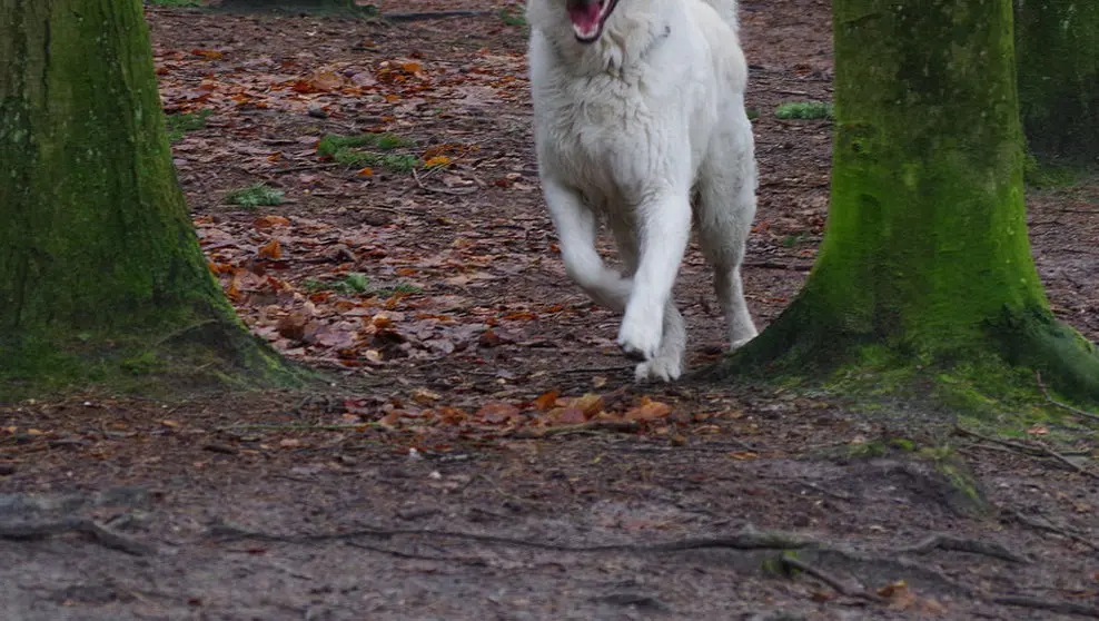 Imagen de un perro suelto