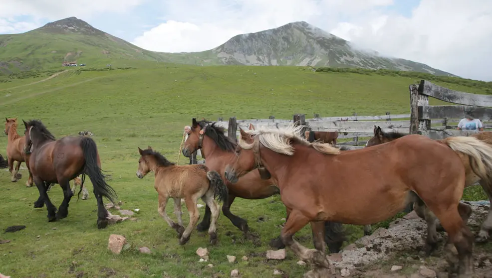 Subida de los animales a los puertos de Sejos
