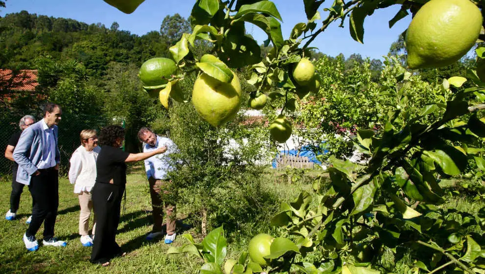 El consejero Pablo Palencia y el alcalde de Alfoz de Lloredo, Enrique Bretones, visitan una plantaci&oacute;n de limones en Novales
