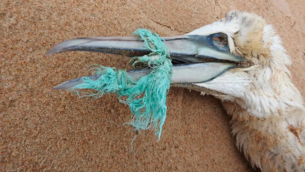 SEO:BirdLife advierte del efecto de la 'basuraleza' marina en playas espa&ntilde;olas sobre gaviotas, cormoranes y alcatraces. - SEO:BIRDLIFE