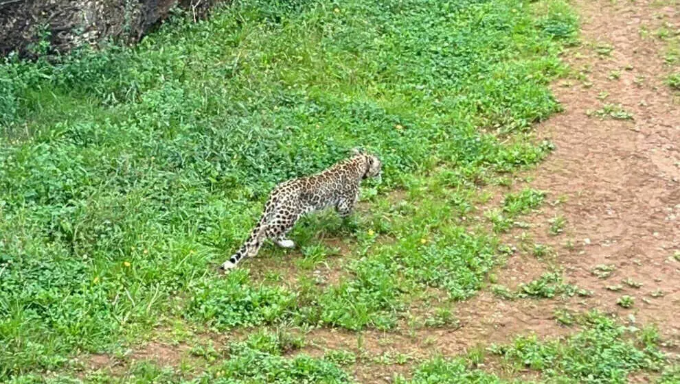 Un ejemplar de leopardo persa en Cab&aacute;rceno
