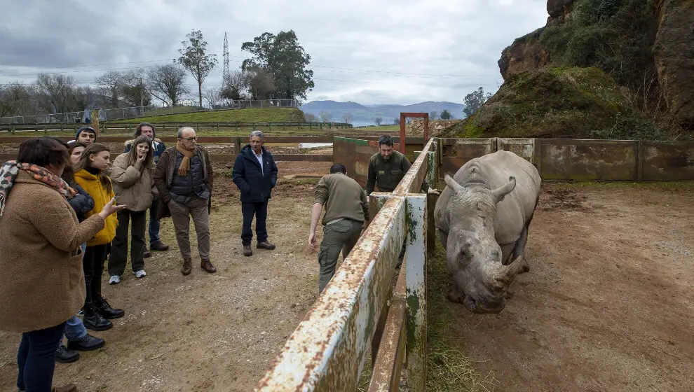 Ante la llegada de un nuevo ejemplar de rinoceronte blanco, la Fundaci&oacute;n Franz Weber cuestiona la seguridad de Cab&aacute;rceno | Foto- Archivo