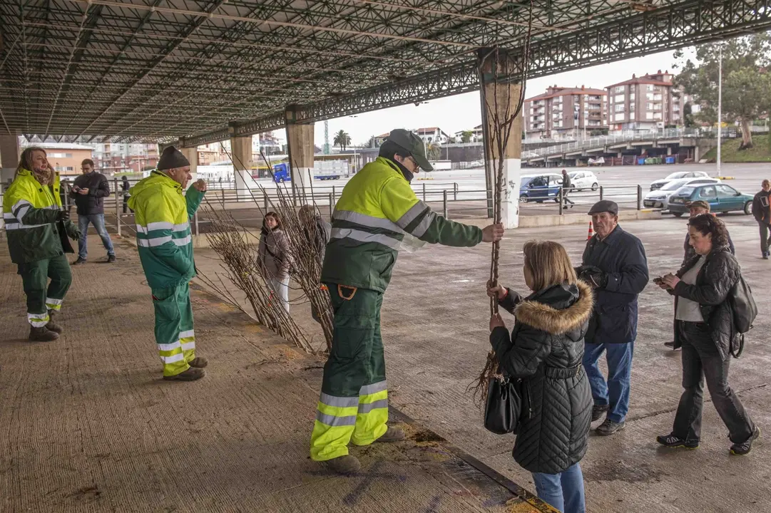 La campa&ntilde;a del &aacute;rbol de Torrelavega finaliza con el reparto de m&aacute;s de 2.100 ejemplares