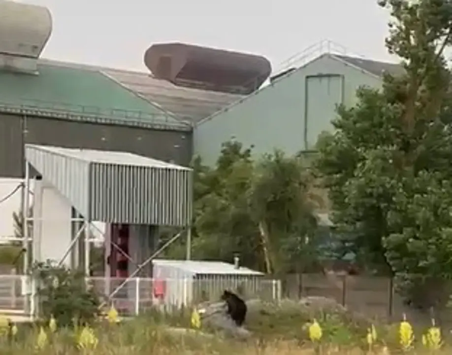 Imagen del oso en la zona de las instalaciones industriales de La Naval