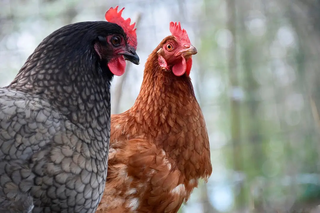 Gallinas en Cantabria