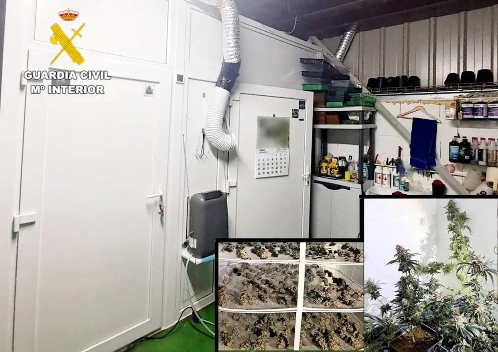 Plantación de marihuana en una nave industrial de Val de San Vicente