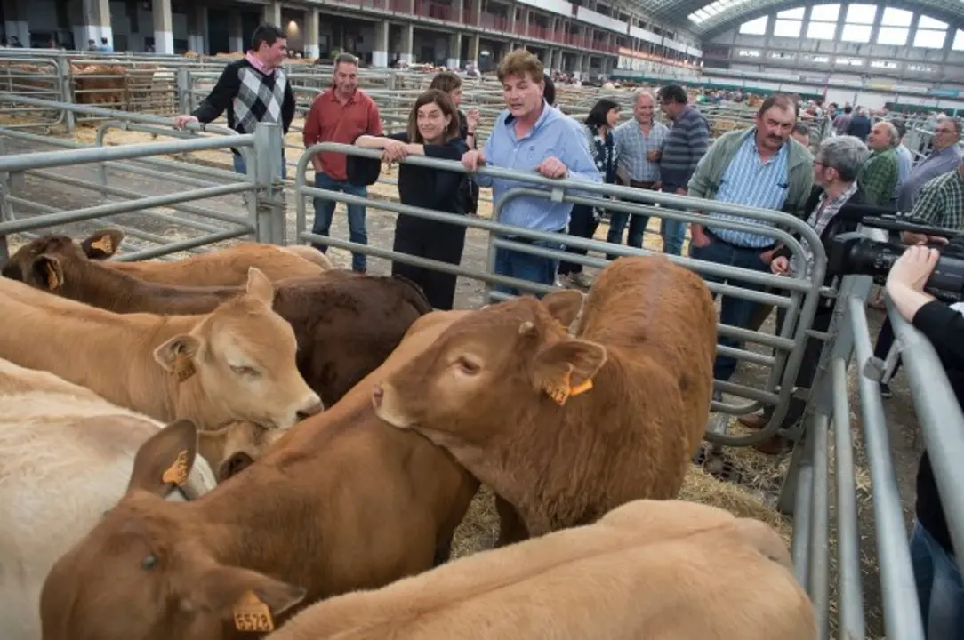 La presidenta de Cantabria, María José Sáenz de Buruaga, en el Mercado Nacional de Ganados de Torrelavega