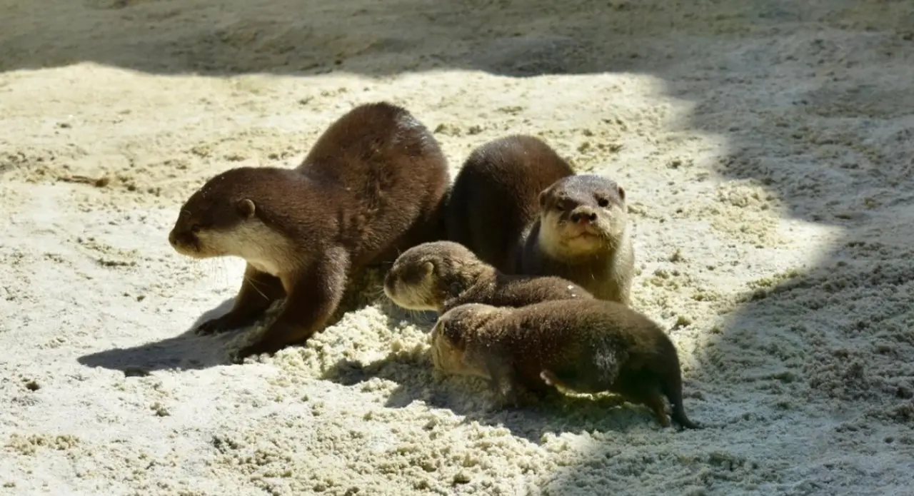 Las dos nutrias recién nacidas junto a sus padres en el Ecomuseo Fluviarium de Liérganes