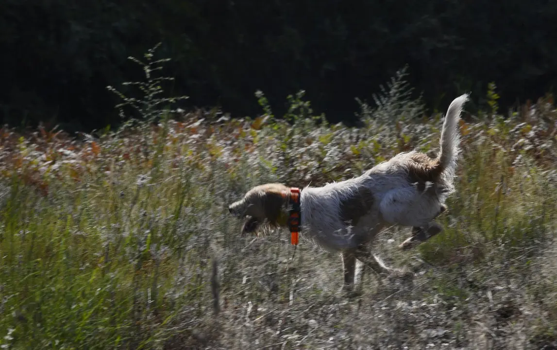 Un perro de caza