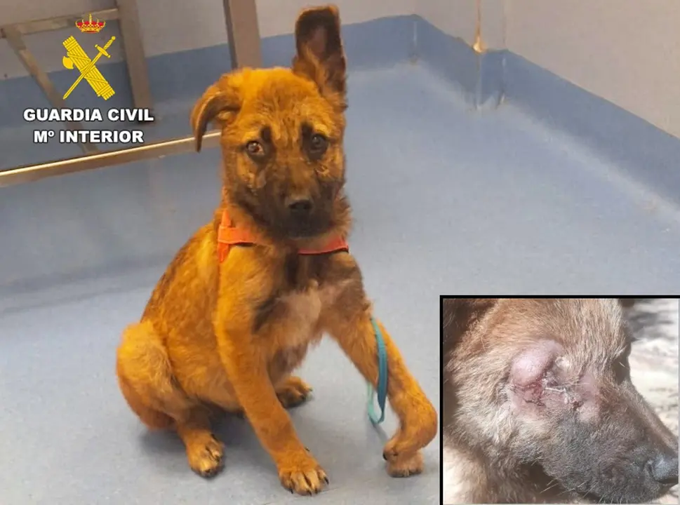 Dos investigados en Cantabria por maltratar a un cachorro de tres meses 