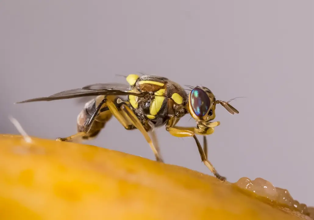 Mosca oriental de la fruta 