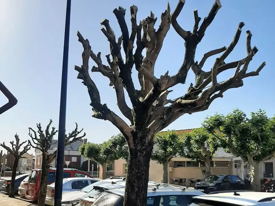 Poda de árboles en Torrelavega 