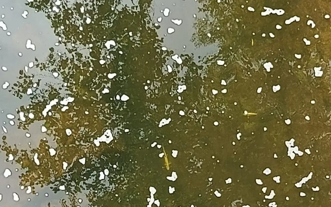 El Gobierno de Cantabria, a trav&eacute;s de la Consejer&iacute;a de Desarrollo Rural, Ganader&iacute;a, Pesca y Alimentaci&oacute;n, ha cifrado en m&aacute;s de 2.100 los peces muertos por el vertido de purines que se ha detectado el pasado viernes en el municipio de Saro y que ha afectado a los r&iacute;os Pisue&ntilde;a y Llerana, &ldquo;quedando este &uacute;ltimo arrasado y completamente sin vida&rdquo;.
 20 jul 26