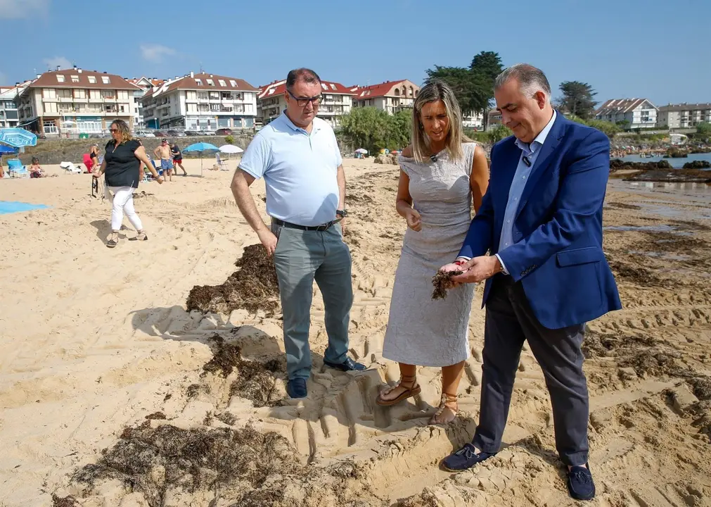 El consejero de Medio Ambiente y la alcaldesa de Noja visitan la playa de Trengandín, donde se acumulahn toneladas de alga asiática. 