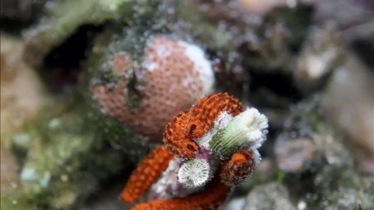Vista de un coral en las playas de Arraial d'Ajuda, en Bah&iacute;a (nordeste de Brasil). EFE/Archivo