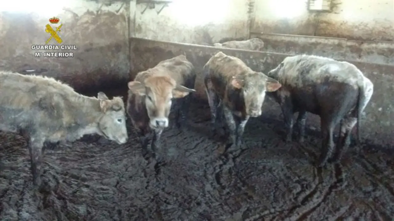 Algunas de las vacas en "un estado lamentable" en la estabulaci&oacute;n ganadera de Barros