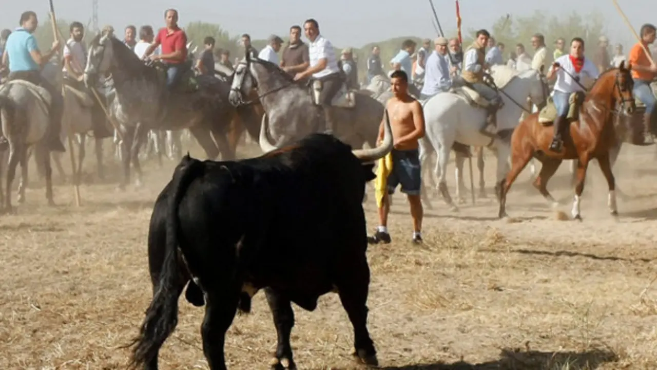 toro de la vega