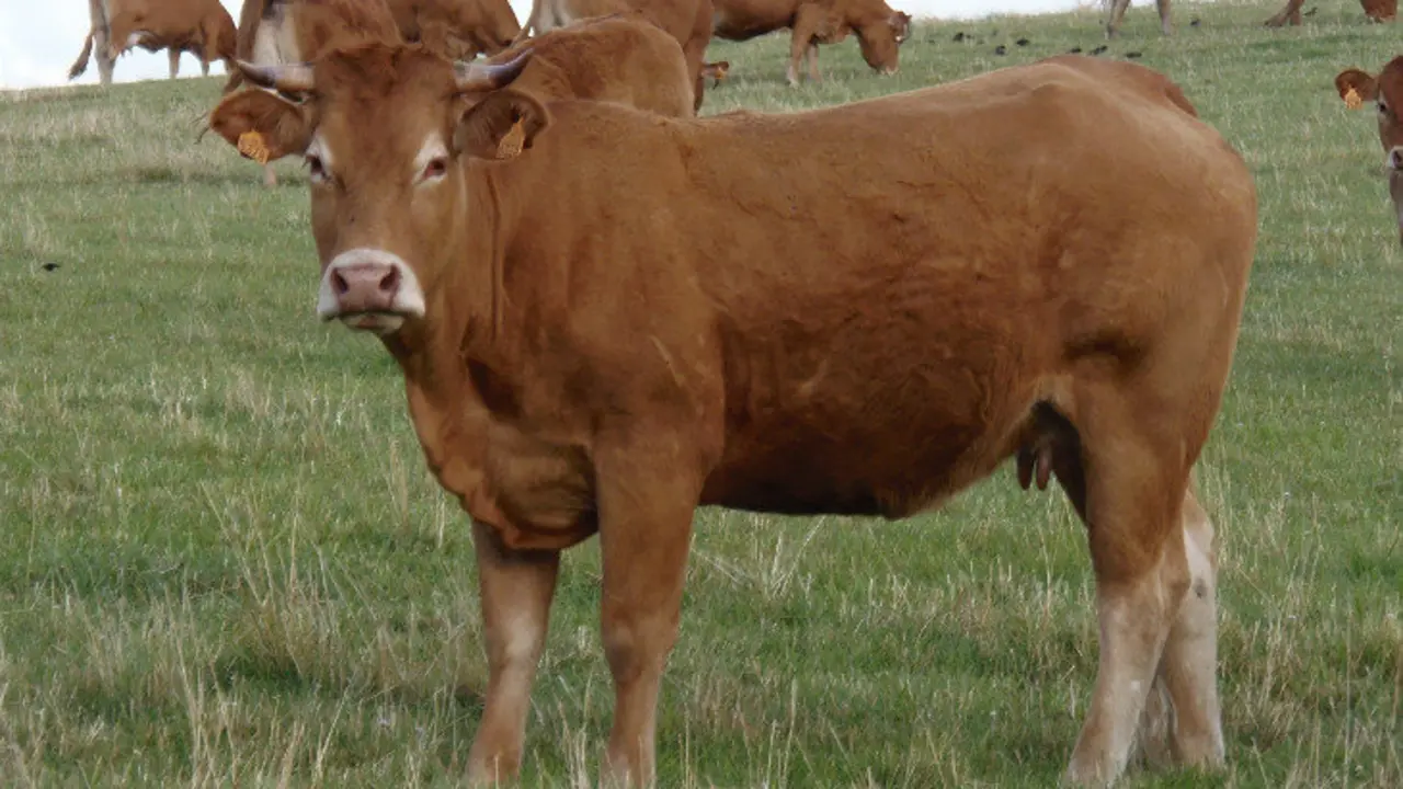 Seg&uacute;n los organizadores, esta raza ha pasado a ser la primera de carne en Cantabria, con 13.610 animales inscritos en el Libro Geneal&oacute;gico y 376 ganader&iacute;as registradas.