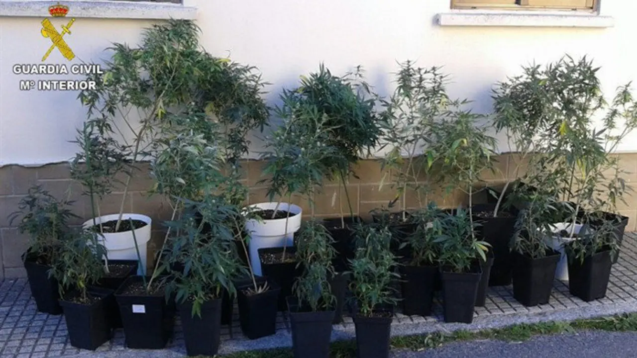 Plantas de marihuana incautadas por la Guardia Civil en el piso de Castro Urdiales