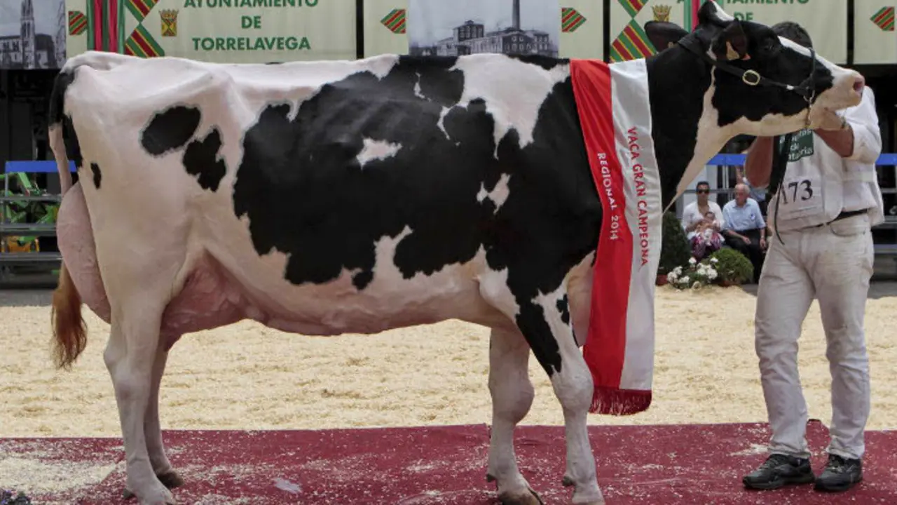 Concurso ganado fris&oacute;n TorrelavegaFoto  Lalo Cuevas