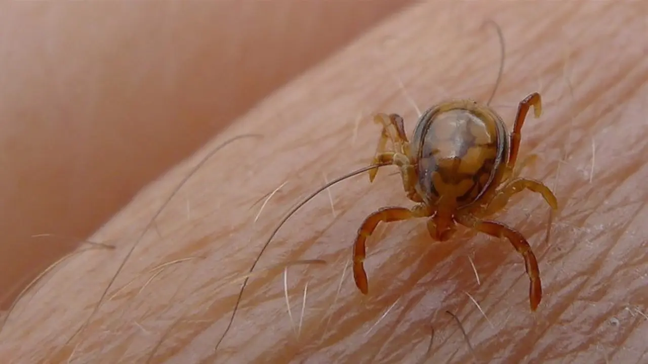 Se ha confirmado un primer fallecimiento por fiebre hemorr&aacute;gica