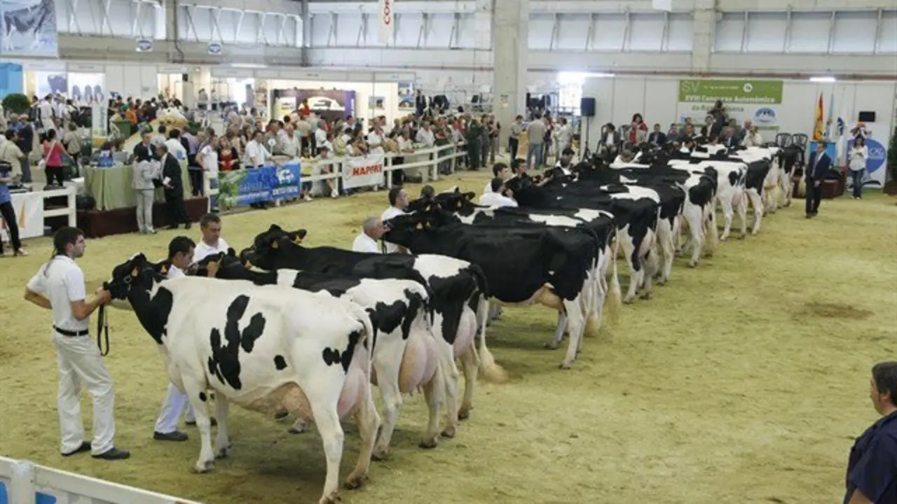 El Mercado Nacional de Ganados de Torrelavega volver&aacute; a vestirse de gala por XXI a&ntilde;o consecutivo