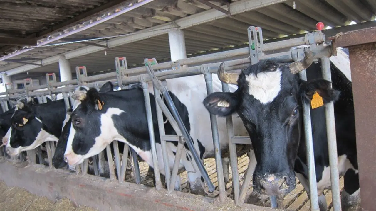 Estabulaci&oacute;n de vacas de leche