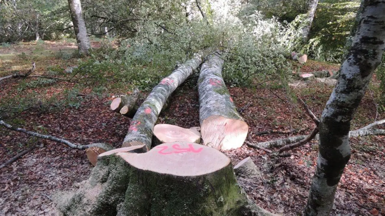 tALA DE &Aacute;RBOLES