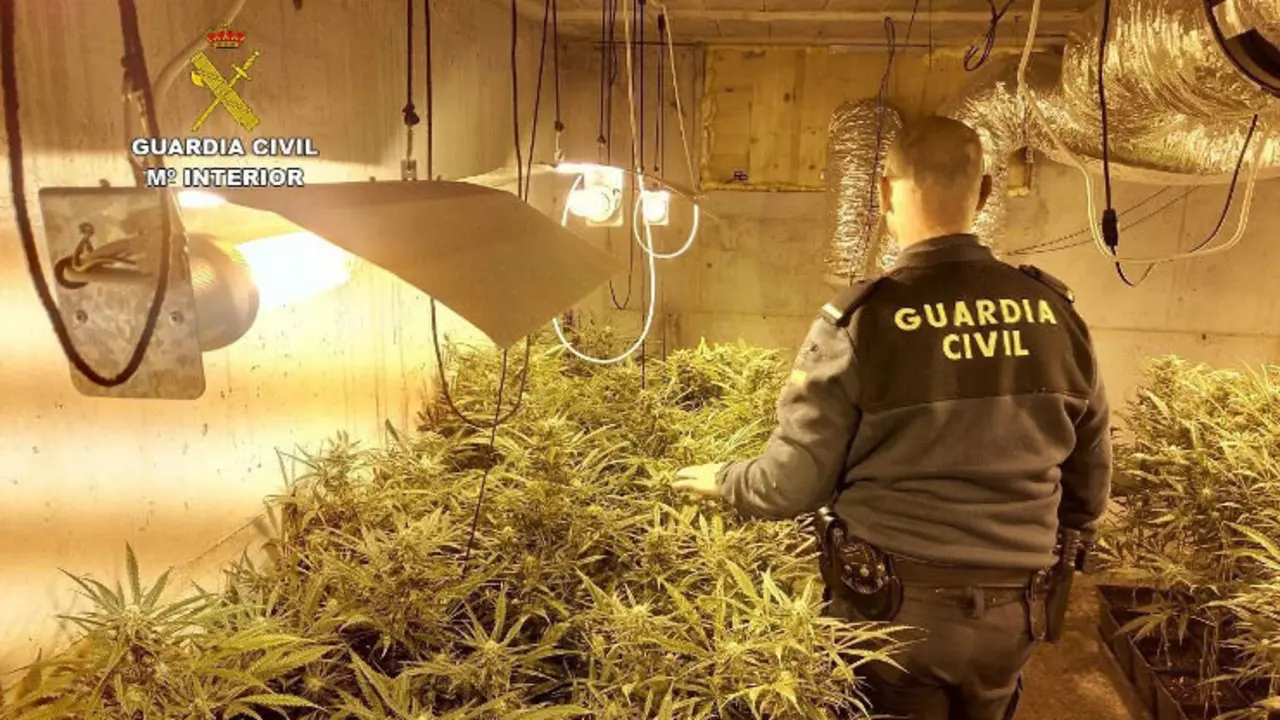 La Guardia Civil ha desmantelado una plantaci&oacute;n de marihuana de 300 plantas