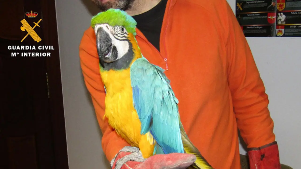 Uno de los guacamayos