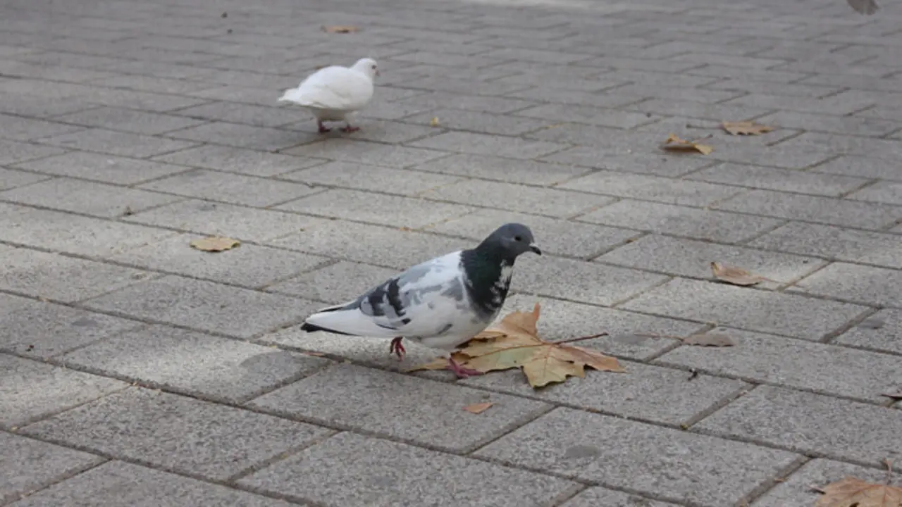 Imagen de una paloma