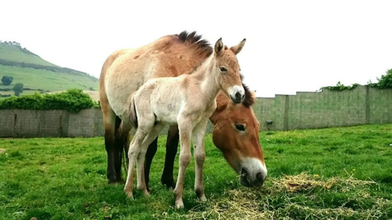 Especie nacida en el zoo