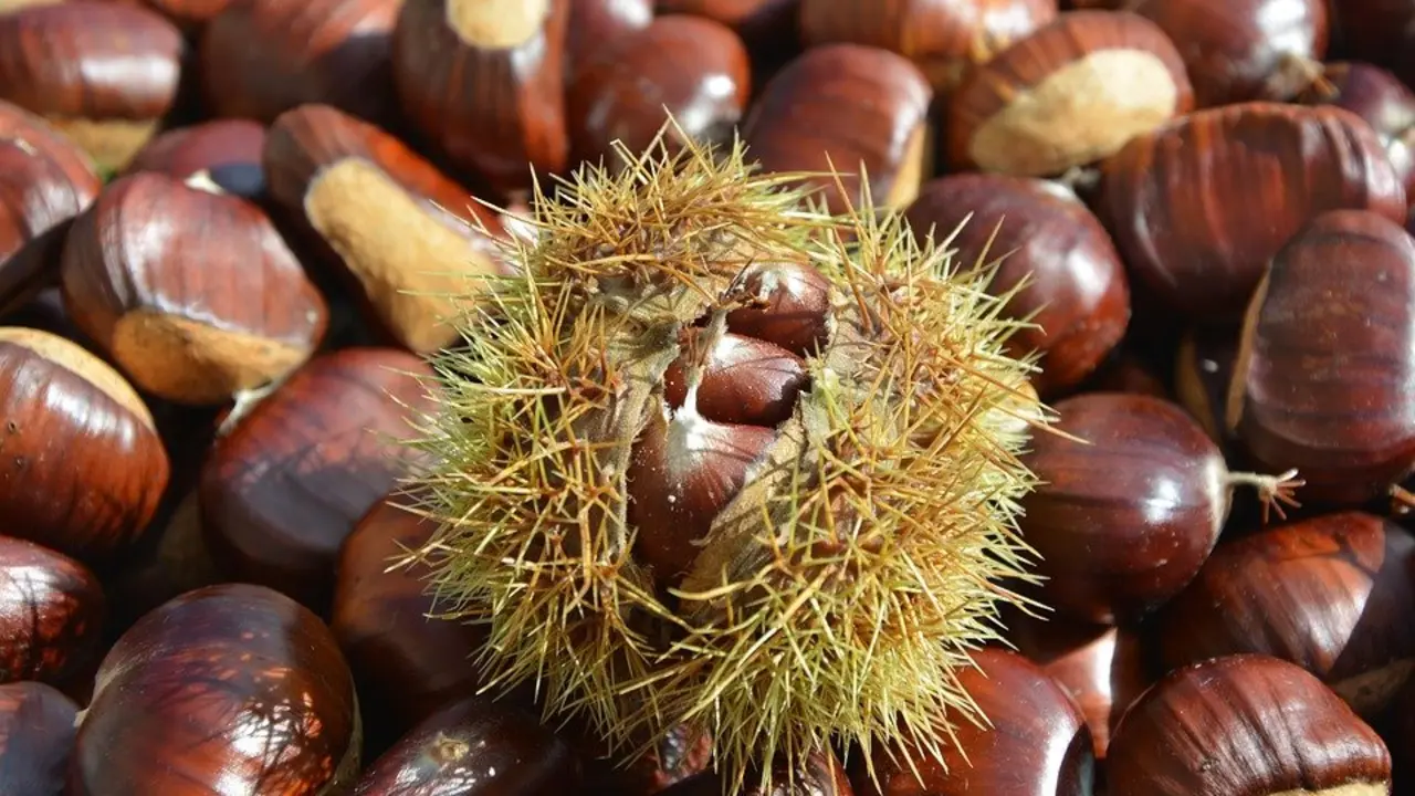 chestnut-2804035_960_720