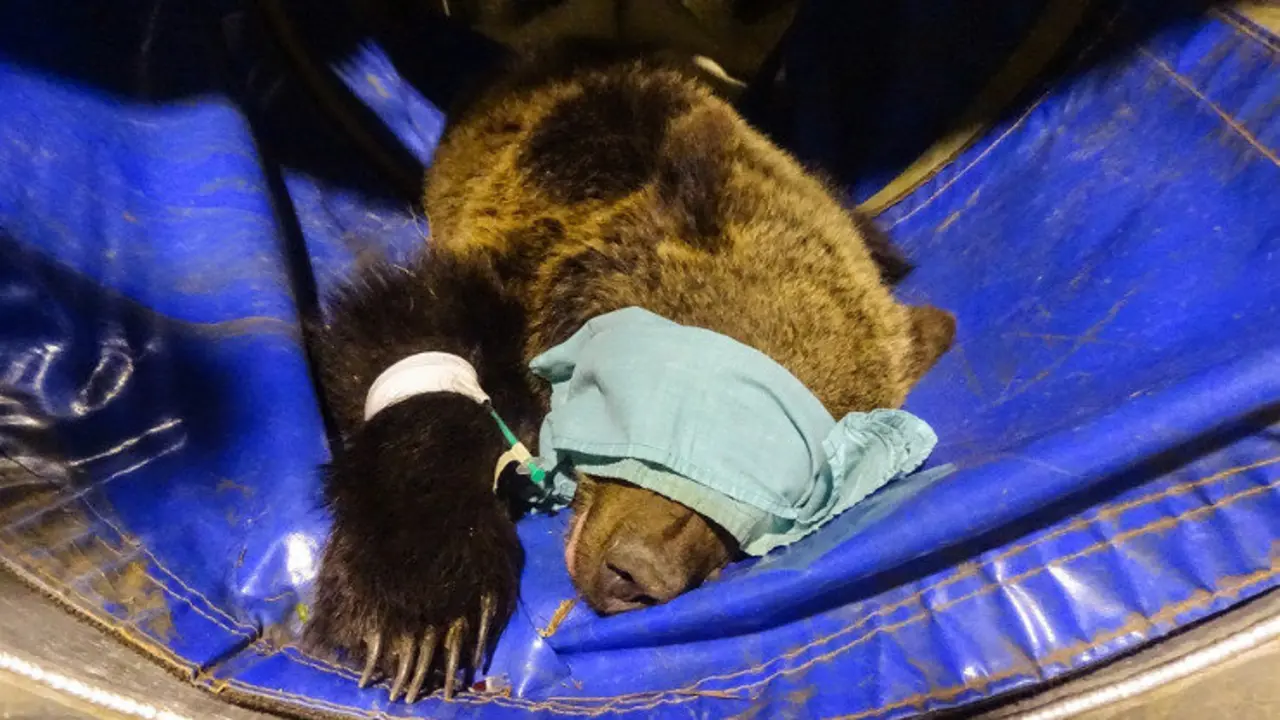 Imagen del osezno capturado