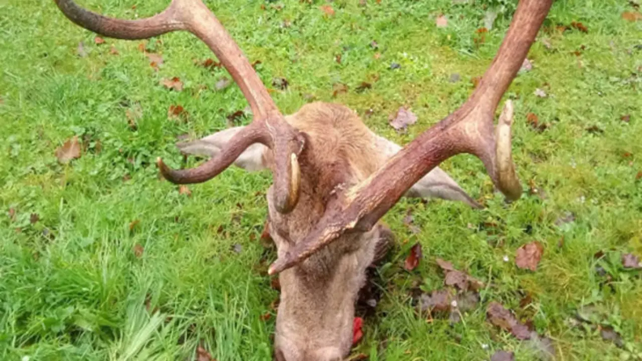 Imagen del venado difundida por la Guardia Civil