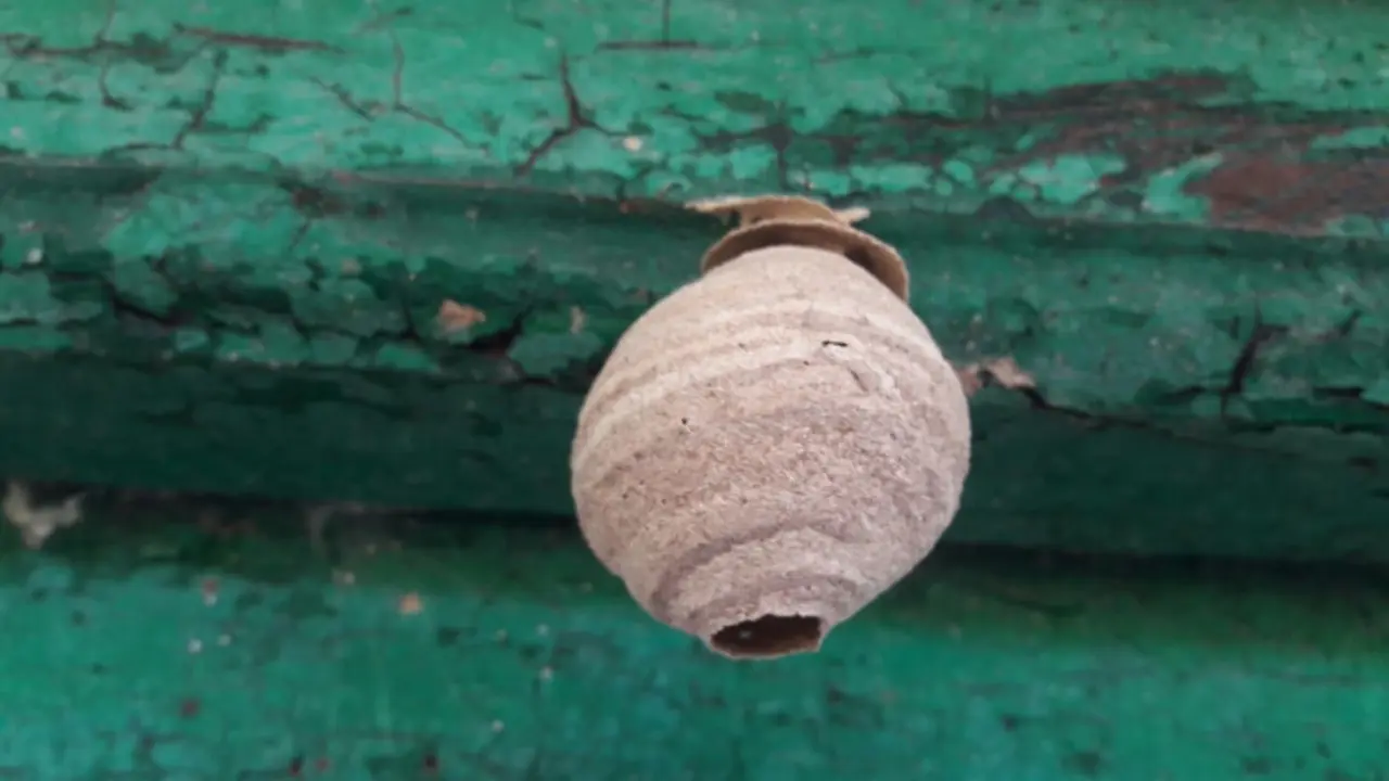 Nido de avispa asi&aacute;tica