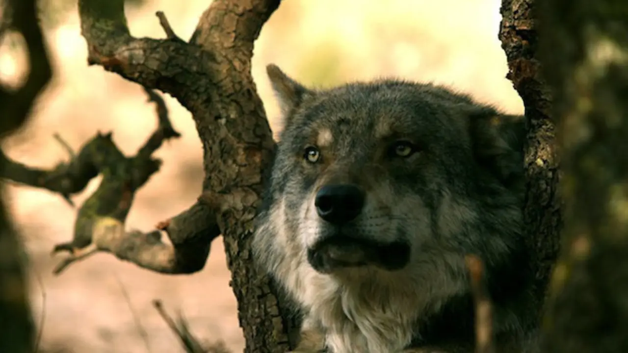 PACMA denuncia que las &oacute;rdenes de caza no solo siguen siendo desproporcionadas, sino que se aplican sin controles eficientes