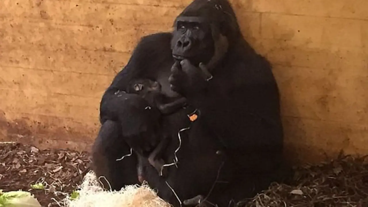 Imagen del gorila reci&eacute;n nacido