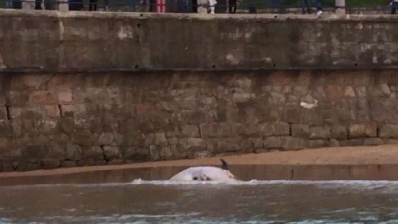 Imagen del delf&iacute;n muerto publicada en Twitter por la Cruz Roja de Cantabria | @CRECantabria